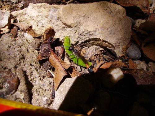 Réf. 192 332 : Ammophila sabulosa